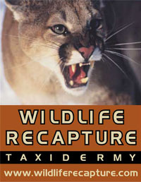 Wildlife Recapture