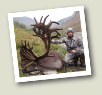 Pilling Caribou