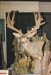 Henrys Buck