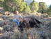 Buffalo