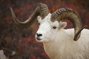 Taxidermy Dall Sheep