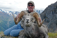 Golden Bear Stone Sheep