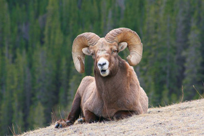 Rocky Mountain Big Horn Sheep