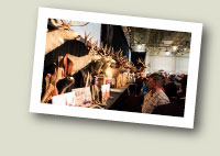 Taxidermy Display