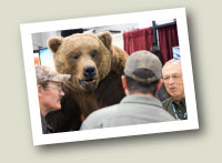 Grizzly Bear Taxidermy