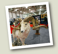 Marco Polo Ram Taxidermy
