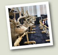 Mule Deer Taxidermy Display